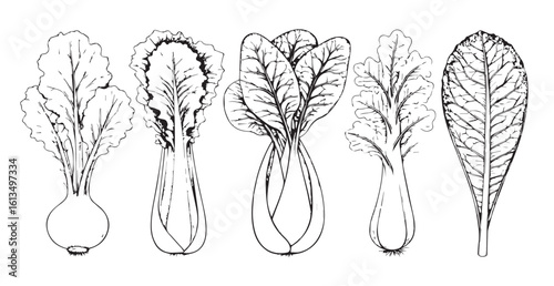 Detailed line drawing of five different leafy vegetable silhouettes