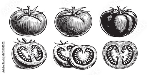 Vintage botanical illustration of tomatoes in silhouette