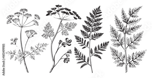 Collection of delicate wildflower and fern silhouettes