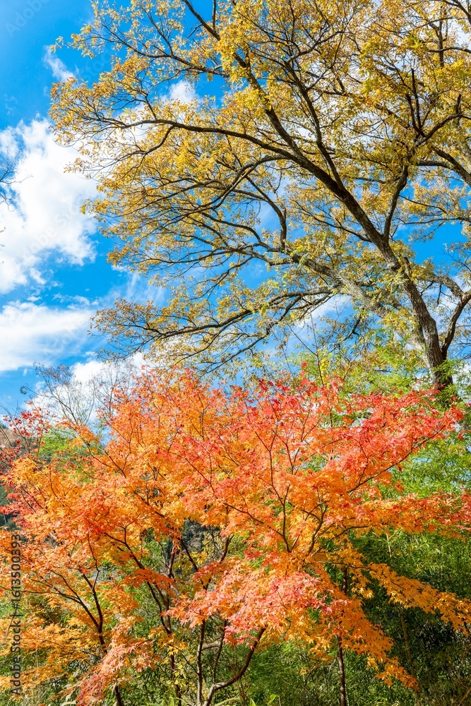 鮮やかな赤色に紅葉したモミジの木と秋の青空と雲 鮮やかな赤色に紅葉したモミジの木と秋の青空と雲