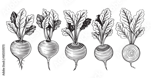 Vintage botanical illustration of five beets with detailed foliage silhouette