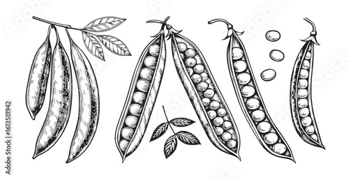 Detailed hand drawn botanical illustration of pea pods and peas silhouette