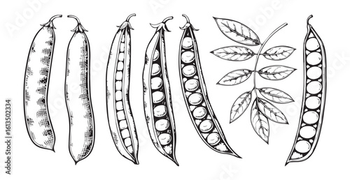 Detailed botanical illustration of various open and closed pea pods silhouette