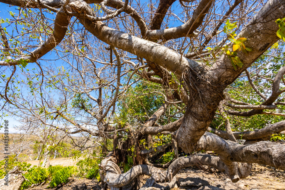 The Horizontal Silhouette of the Aged Tree The Horizontal Silhouette of the Aged Tree