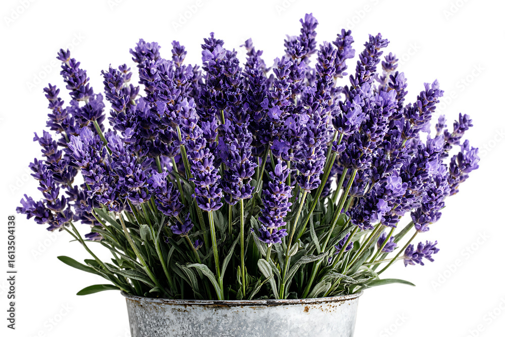 Fototapeta premium Lavender flowers in a rustic metal bucket.