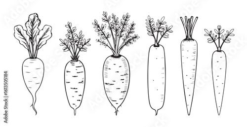 A collection of hand drawn carrots with green tops silhouette