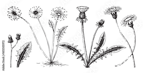 Vintage botanical illustration of dandelion plants in silhouette
