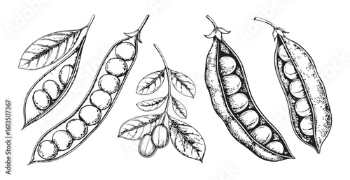 Detailed botanical illustration of open pea pods and leaves silhouette
