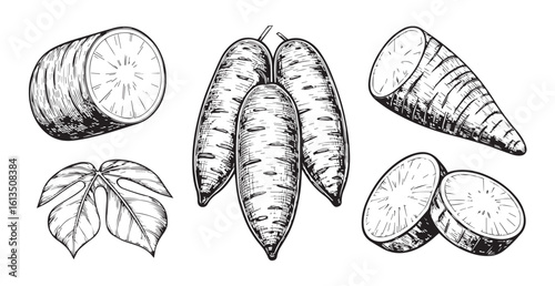 Hand drawn illustration of cassava roots and leaves silhouette