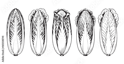 Five detailed botanical illustrations of napa cabbage silhouette