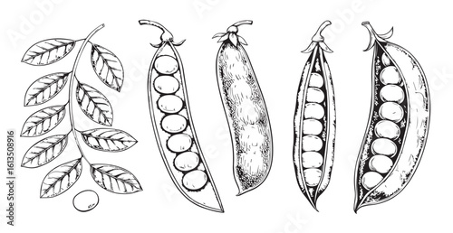 Detailed hand drawn sketch of peas and pea pods silhouette