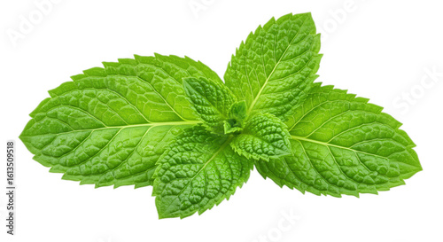 Fresh spearmint leaves close up, vibrant green isolated on transparent background