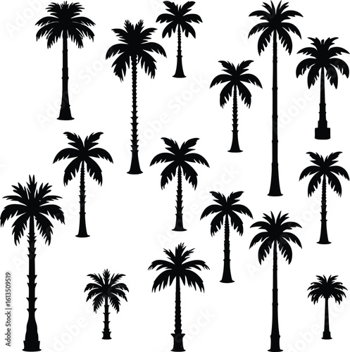 Silhouetted Palm of Trees Collection 