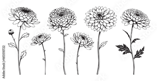 Detailed hand drawn botanical illustration of chrysanthemum flowers silhouette