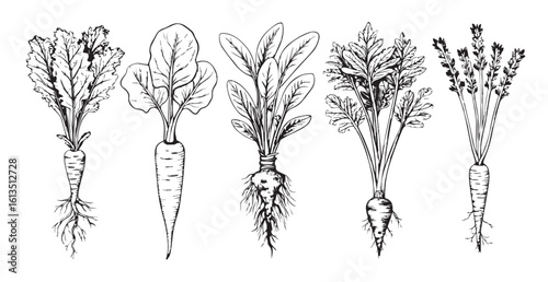 Detailed line drawing of five bunches of carrots with roots and leaves silhouette