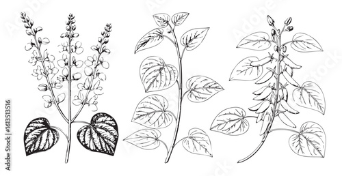 Three detailed botanical illustrations of herbaceous plants silhouette
