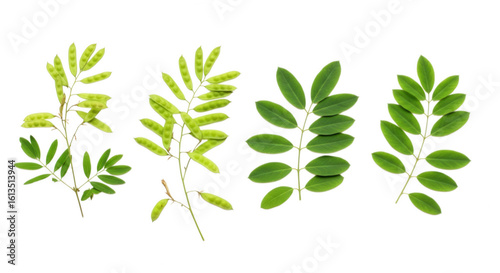 Four sprigs of senna plant with leaves isolated on transparent background
