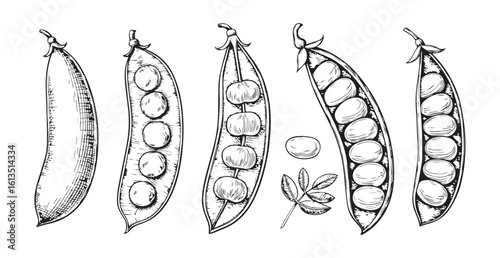 Detailed hand drawn illustration of five pea pods in silhouette