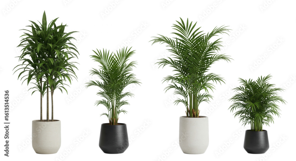 Fototapeta premium Four potted areca palm plants in pots isolated on transparent background