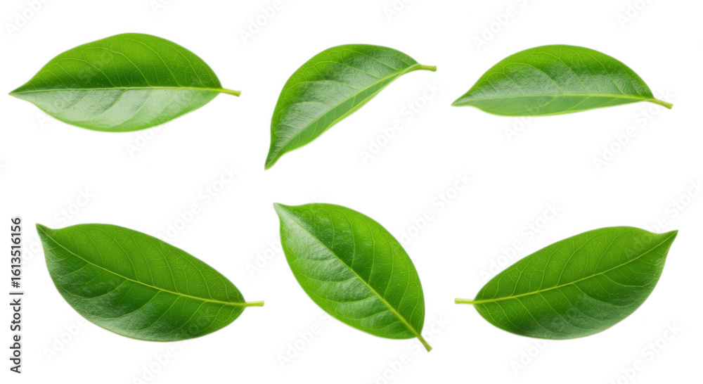 Fototapeta premium Collection of six green leaves arranged on a plain field isolated on transparent background