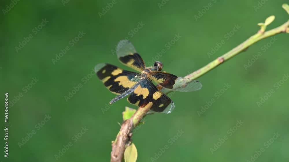 Rhyothemis variegata dragonfly. Its common names common picture wing and variegated flutterer. This is a species of dragonfly of the family Libellulidae, found in South Asia. Rhyothemis variegata dragonfly. Its common names common picture wing and variegated flutterer. This is a species of dragonfly of the family Libellulidae, found in South Asia.