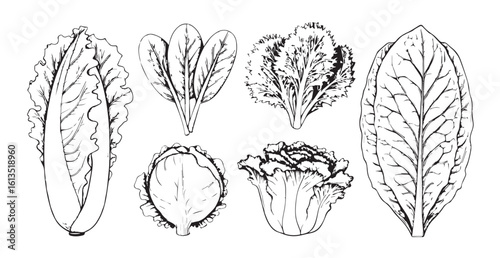 Collection of detailed botanical illustrations of leafy greens silhouette