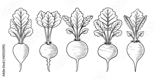 Hand drawn sketch of five radishes with green leaves silhouette