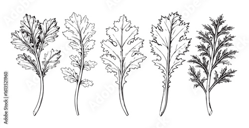 Detailed line drawing of five different leafy plant stems silhouette