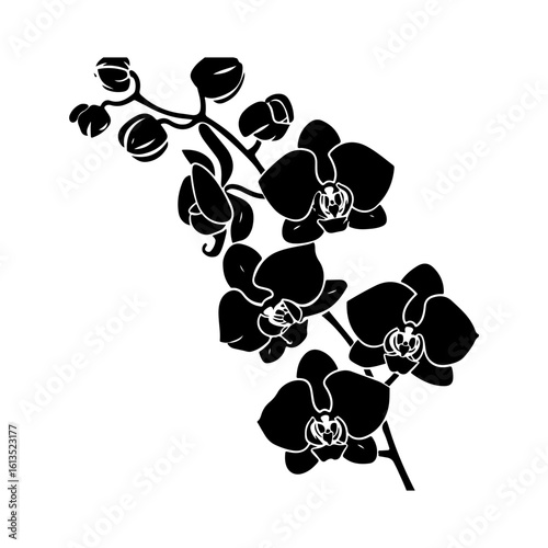 orchid flower floral silhouette design