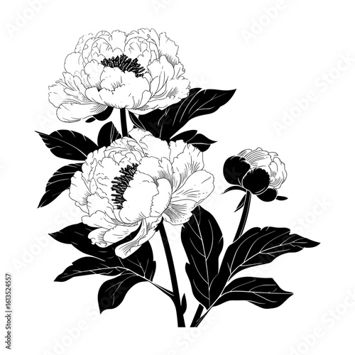 peony flower black silhouette isolated