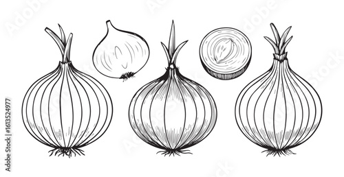 Detailed vintage line drawing of onions and onion slices silhouette