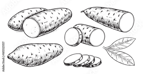 Hand drawn sweet potato illustrations with leaves silhouette