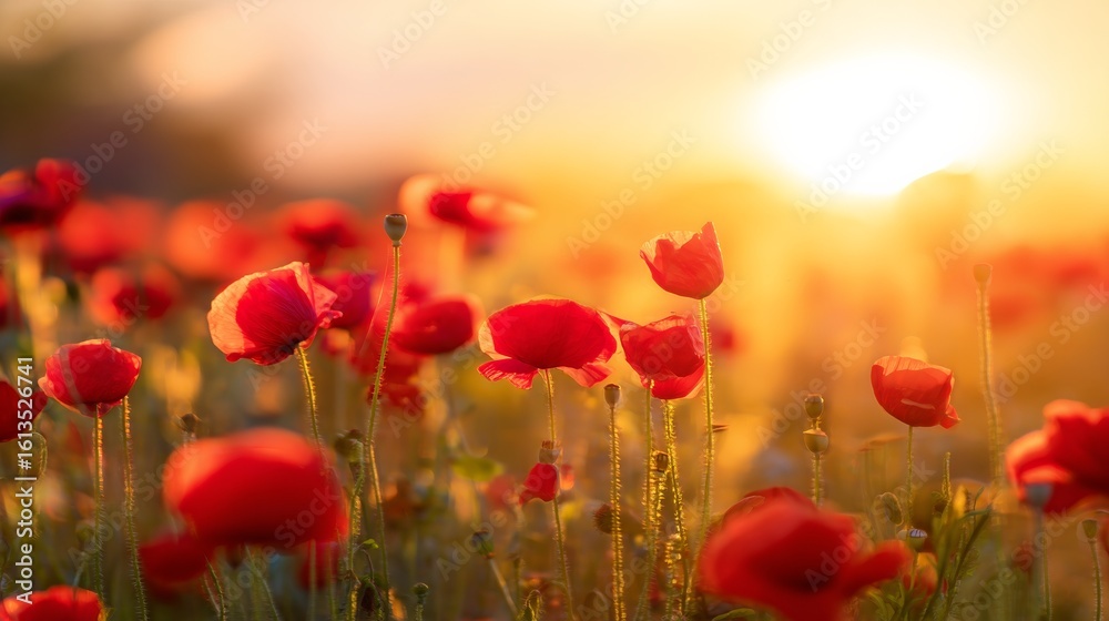 Fototapeta premium Vibrant red poppies glowing under the golden light of a sunset.