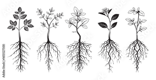 Detailed botanical illustrations of five plants with visible root systems silhouette