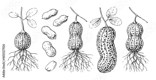 Detailed botanical illustration of peanuts on the vine with roots and loose pods silhouette