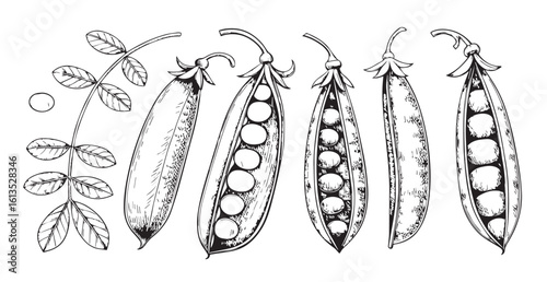 Detailed hand drawn illustration of pea pods and leaves silhouette