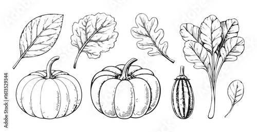 Hand drawn sketch of autumn vegetables and leaves silhouette