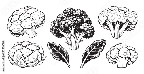 Detailed artistic rendering of broccoli and artichoke vegetables silhouette