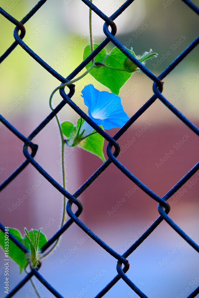 Fototapeta premium Bindweed flower on vine growing on a chainlink fence