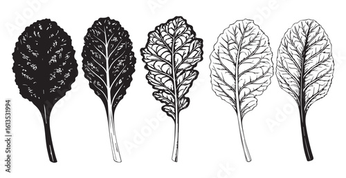 Five colorful beet leaves in a row silhouette