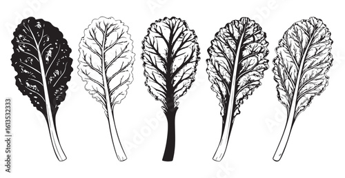 Five colorful kale leaves in a detailed botanical illustration silhouette