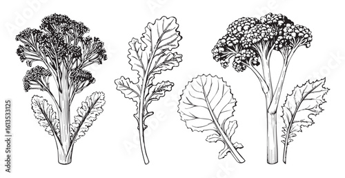 Detailed botanical illustration of five leafy green vegetables silhouette