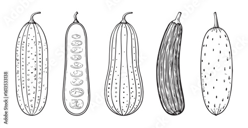Five detailed botanical illustrations of various gourds and cucumbers silhouette