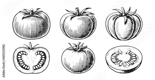 Detailed hand drawn sketch of various tomatoes silhouette