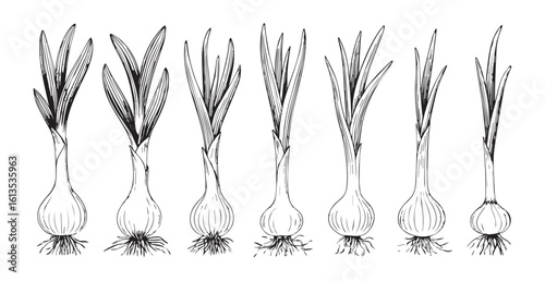 Illustration of six green onions with bulbs and roots silhouette