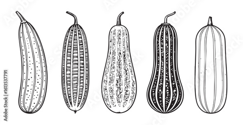Five detailed botanical illustrations of various gourds silhouette