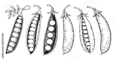 Detailed illustration of six pea pods in a row silhouette