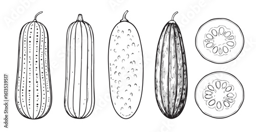 Detailed hand drawn botanical illustration of cucumbers and slices silhouette