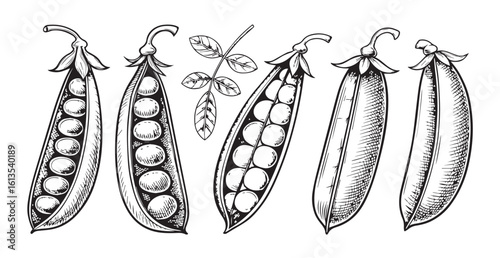 Detailed sketch of open pea pods and pea plant silhouette