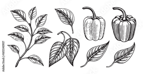Botanical illustration of bell peppers and leaves silhouette